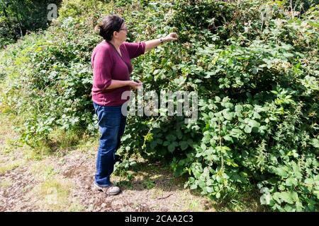 Donna che raccoglie bacche nere selvatiche. Foto Stock