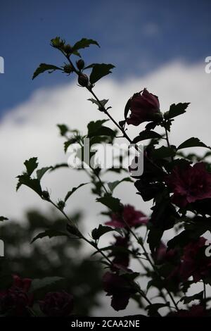 Bella rosa di fiori sharon hibiscus in piena fioritura. Foto Stock