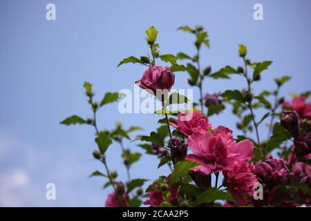 Bella rosa di fiori sharon hibiscus in piena fioritura. Foto Stock