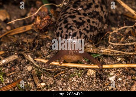 Capocorda leopardo adulto (Limax maximus) Foto Stock