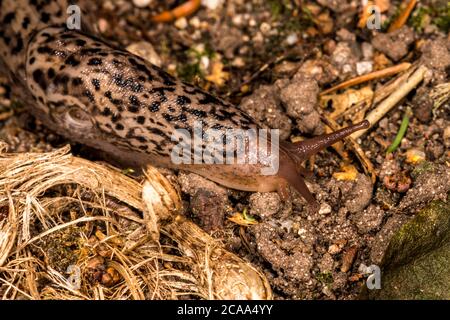 Capocorda leopardo adulto (Limax maximus) Foto Stock