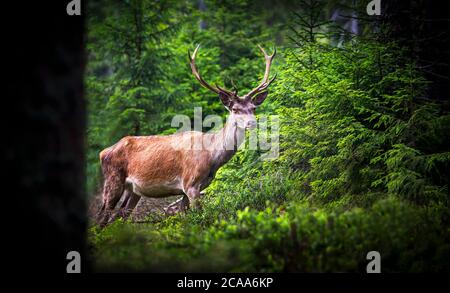 Cervi, Cervus elaphus, con antlers che crescono su velluto. UN enorme cervo in profonda foresta di abete rosso. Animali selvatici in primavera . La foto migliore. Foto Stock