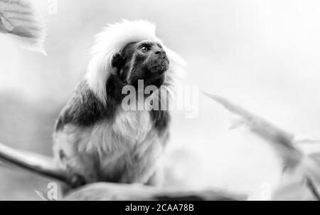 Ritratto di un tamarina in cotone Saguinus oedipus una specie criticamente minacciata dalle foreste pluviali tropicali. La migliore foto, in bianco e nero. Foto Stock