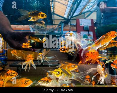 Viersen, Germania - 9 luglio. 2020: Vista attraverso l'acquario con pesci koi ornage gialli nel negozio di mercato Foto Stock