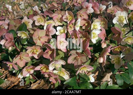 Shooting Star Lenten rosa (Helleborus 'Coseh 790'). Conosciuto anche come Helleborus x ericsmithii HGC Shooting Star Foto Stock