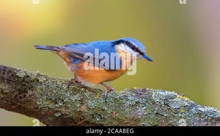 Nuthatch eurasiatico, nuthatch di legno, sitta europaea, aggrappato a un ramo, la foto migliore. Foto Stock