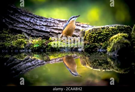 Nuthatch eurasiatico, nuthatch di legno, Sitta europaea, aggrappato a un ramo, la foto migliore, riflessione in acqua, seduto al waterhole vicino wat Foto Stock