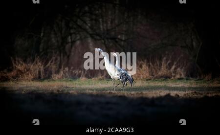 Gru, natura habitat sfondo, Bird Grus Grus Grus comune. La foto migliore. Coppia. Foto Stock