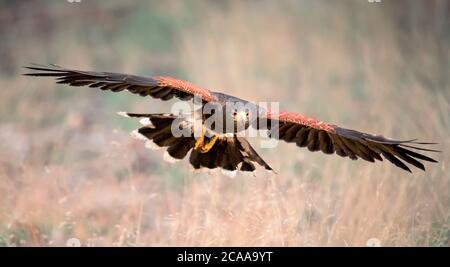 Harris Hawk, Parabuteo unicinctus in volo. Fauna selvatica scena animale dalla natura. Uccello volante di preda. Scena della fauna selvatica dalla natura. La foto migliore. Foto Stock