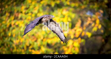 Buzzard volare nella foresta. Autunno fauna selvatica uccello di preda Buzzard comune, Buteo buteo, volo in conifere ramo albero abete. Scena della fauna selvatica dal Foto Stock