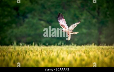 Femmina arrier occidentale palude, Circus aeruginosus, uccello di preda in volo alla ricerca e la caccia sopra un campo, la migliore foto, caccia in erba cade Foto Stock