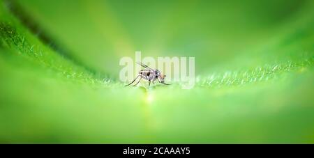 Una macro di un mosca seduto su una foglia verde, la foto migliore. Foto Stock