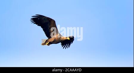 Adulto bianco-tailed eagle in volo. Sullo sfondo del cielo. Nome scientifico: Haliaeetus albicilla, noto anche come il ern, erne, grigio eagle, Eurasian sea eagle Foto Stock