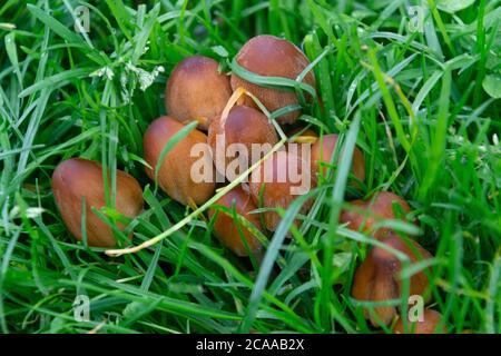 Funghi nella stagione autunnale nei parchi di Madrid Foto Stock