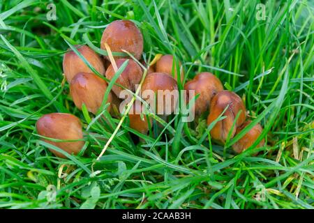 Funghi nella stagione autunnale nei parchi di Madrid Foto Stock