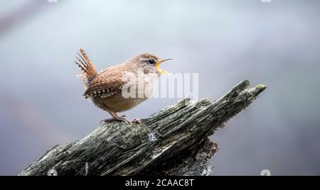 Il grizzone eurasiatico nell'habitat naturale. Trogloditi trogloditi. Uccello molto piccolo. Scena faunistica dalla natura ceca, seduta su un tronco in erba. Th Foto Stock