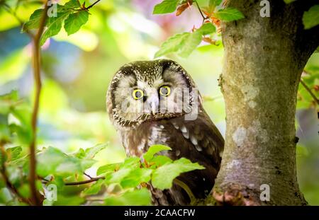 Piccolo uccello boreale gufo, Egolio funereo, seduto sul ramo albero in verde foresta. Gufo nascosto nella vegetazione verde della foresta. Fauna selvatica, la migliore foto. Foto Stock