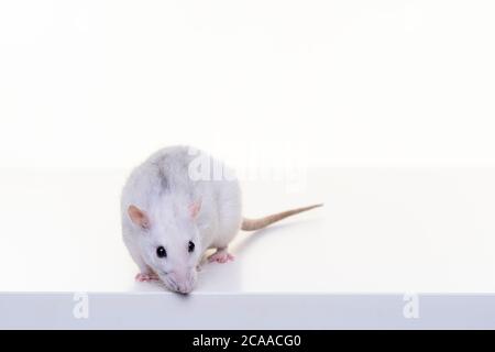 Un ratto domestico bianco grazioso su uno sfondo bianco visto dalla parte anteriore dal naso alla coda Foto Stock