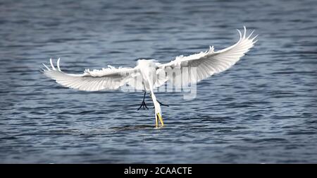 Fauna selvatica sfondo di airone bianco grande egreto Ardea alba caccia su uno stagno, vola sopra l'acqua e cattura pesci, ha pesce nel suo becco. Il miglior pho Foto Stock