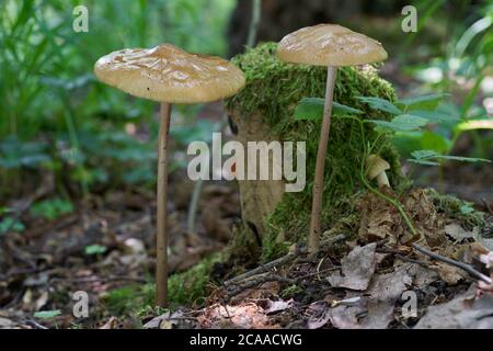 Funghi commestibili Hymenopellis radicata nella foresta di betulla. Noto come fungo di radice profonda o gambo di roto. Due funghi selvatici che crescono nelle foglie. Foto Stock