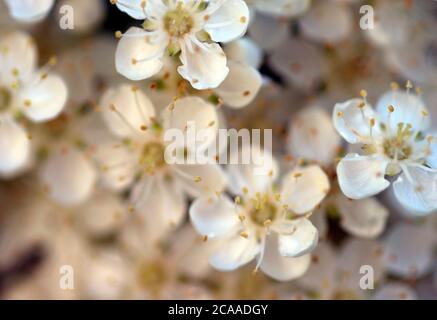 Primo piano di abbondanti fiori bianchi sulla siepe di pyracantha Nel mese di giugno Foto Stock