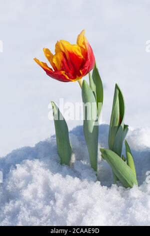 Neve che cade sui fiori di tulipano. Tulipano che cresce dalla neve. Condizioni atmosferiche anomale in primavera Foto Stock