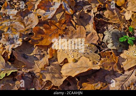 Foglie di quercia essiccate di colore giallo, marrone e arancio. Foglie di quercia e arancio nella foresta. Foglie di quercia autunnale in autunno. Autunno quercia foglie sfondo Foto Stock