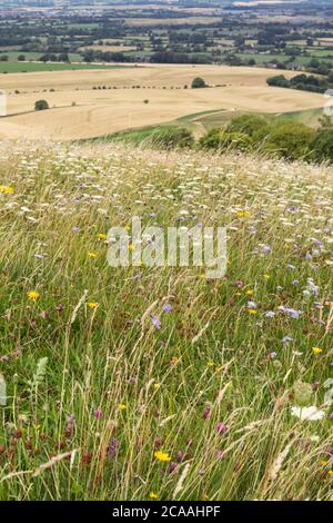 Fiori selvatici su Morgans Hill con vista sulla campagna del Wiltshire, Inghilterra, Regno Unito. Un sito di particolare interesse scientifico Foto Stock