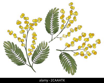 Mimosa fiore grafico colore isolato disegno vettore Illustrazione Vettoriale