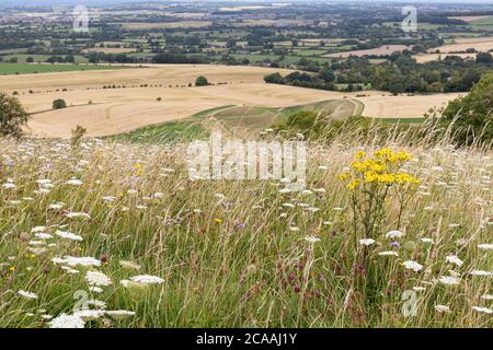 Fiori selvatici su Morgans Hill con vista sulla campagna del Wiltshire, Inghilterra, Regno Unito. Un sito di particolare interesse scientifico Foto Stock