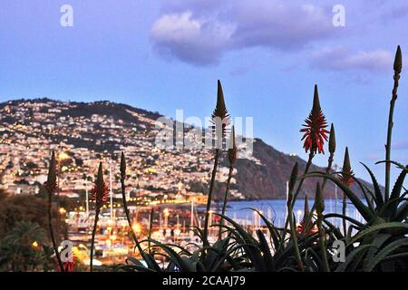 Luci serali presso il porto di Marina Funchal sul lungomare di Funchal, Madeira in Portogallo. Foto Stock