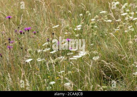 Primo piano di fiori selvatici trovati su Morgans Hill nel mese di agosto, Wiltshire, Inghilterra, Regno Unito Foto Stock