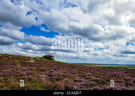 L'erica viola e bracken sulle brughiere della Burbage Valley, Peak District National Park, Derbyshire Foto Stock