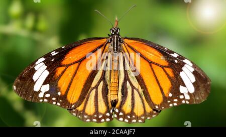 Elegante farfalla monarca arancione appoggiata su ali a foglia molto aperte. Macro fotografia di questa graziosa e fragile Lepidoptera Foto Stock