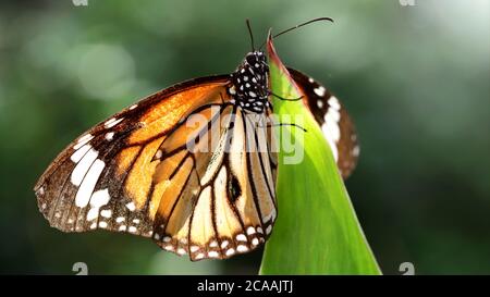 Elegante farfalla monarca arancione riposante su una foglia. Macro fotografia di questa graziosa e fragile Lepidoptera in un giardino botanico tropicale Foto Stock