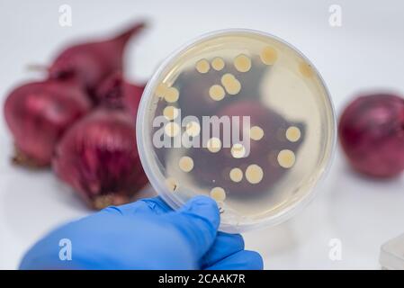 Contaminazione patogena da e coli/ Salmonella in cipolla rossa, piastra di coltura con colonia batterica isolata da cipolla rossa contaminata Foto Stock