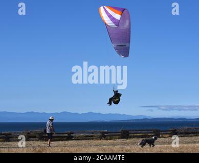 Victoria, British Columbia, Canada, 05 AGO 2020 - UN parapendio, approfittando del vento che esce dalle scogliere di Dallas Road e dal fronte oceano, sorvola un uomo e il suo cane godendo di una passeggiata estiva a Victoria sull'isola di Vancouver. Don Denton/Alamy Live News Foto Stock