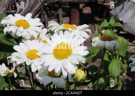 fiori selvatici giardino margherite con piccoli petali bianchi e un il centro giallo cresce un po' insieme Foto Stock