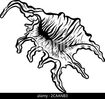 Figura a mano della conchiglia della murex angolare Illustrazione Vettoriale