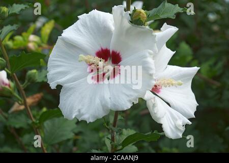 Rosa di Sharon (Hibiscus syriacus). Chiamato ketmia siriana e Rose mallow anche Foto Stock