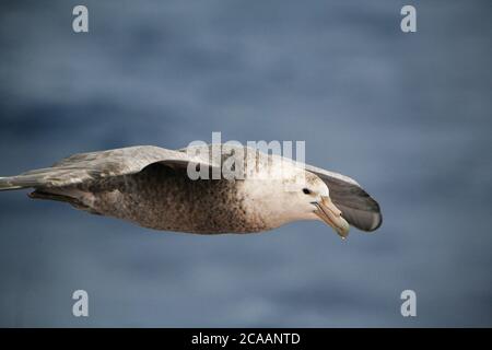 Un petrel gigante meridionale (Macronectes giganteus), noto anche come petrel gigante antartico o fulmar gigante che sorvola il passaggio Drake sulla strada per l'Antartide. Foto Stock