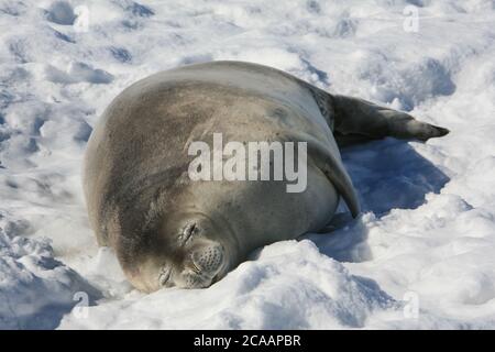 Un sigillo di Weddell (Leptonychotes weddellii), che prende il nome da James Weddell, un capitano britannico di sigilli, che dormiva su un iceberg nel porto di Neko, in Antartide. Foto Stock