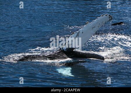 Una megattere (Megaptera novaeangliae), una delle più grandi balene che pesano fino a 37,000 kg, che mostra una delle sue grandi pinne pettorali in Antartide. Foto Stock