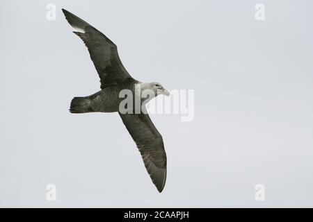 Un petrel gigante meridionale (Macronectes giganteus), conosciuto anche come il petrel gigante antartico o fulmar gigante che sorvola il passaggio Drake, Antartide. Foto Stock