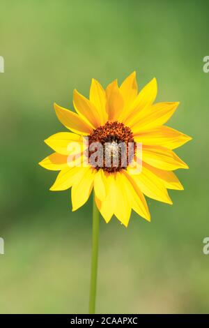 Kansas Girasole colpo closeup che è luminoso e colorato con petali gialli in una giornata estiva in un giardino con polline. Foto Stock