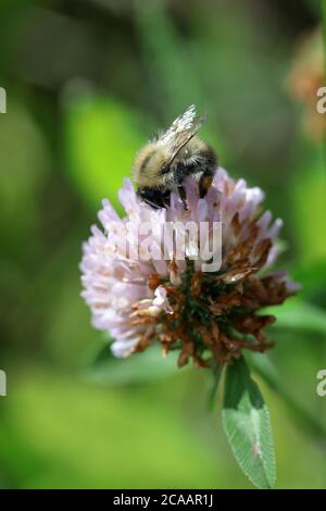 Un'ape maschile di muschio (Bombus muscorum) Su un trifoglio rosa (Trifolium ) fiore Foto Stock