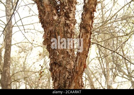 Primo piano di esfoliante corteccia esterna di un fiume betulla Foto Stock