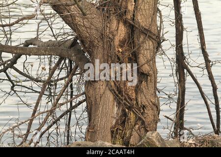Viti che crescono su un albero in Virginia, U.S.A. Foto Stock