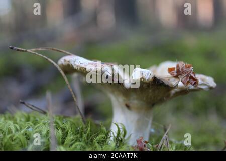 il cappuccio marrone del fungo è visibile dal erba dietro un bastone i funghi di randello crescono nel i boschi che raccolgono i funghi riposano un fungo di whit Foto Stock