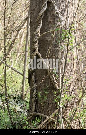 Viti che crescono su un albero in Virginia, U.S.A. Foto Stock
